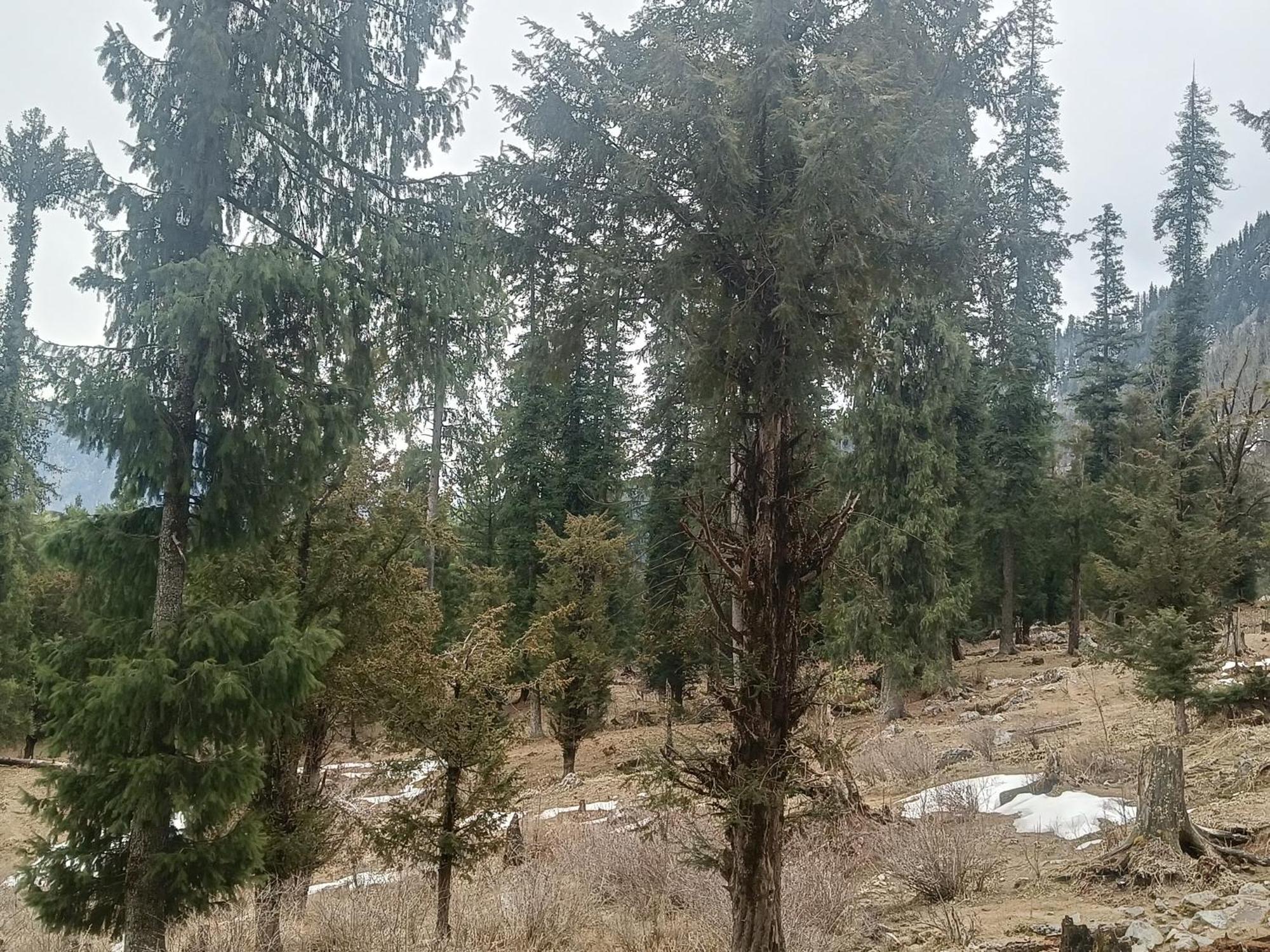 Trimounts-A Boutique Hotel & Wellnes Center In Tirthan Valley Banjār Extérieur photo